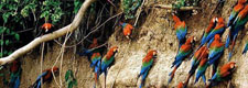 Peru-Amazon-Complete Manu Biosphere Reserve Experience